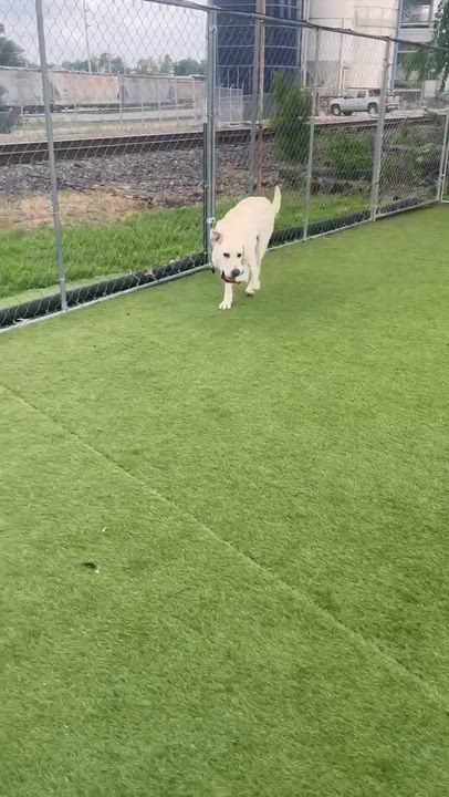 Enlarge Buddy, a Adoptable Labrador Retriever in Cedar Rapids, IA video 6/6
