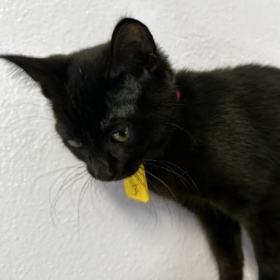 Enlarge Katy - Outgoing and Fun, a Adoptable mixed breed in Hoquiam, WA image 4/5