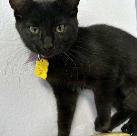 Enlarge Katy - Outgoing and Fun, a Adoptable mixed breed in Hoquiam, WA image 3/5