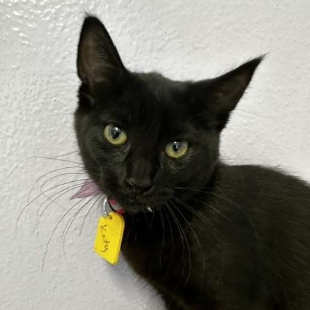 Enlarge Katy - Outgoing and Fun, a Adoptable mixed breed in Hoquiam, WA image 5/5