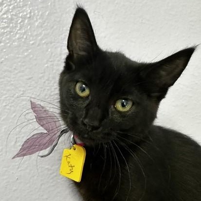 Katy - Outgoing and Fun, Adoptable, Kitten Female Bombay.