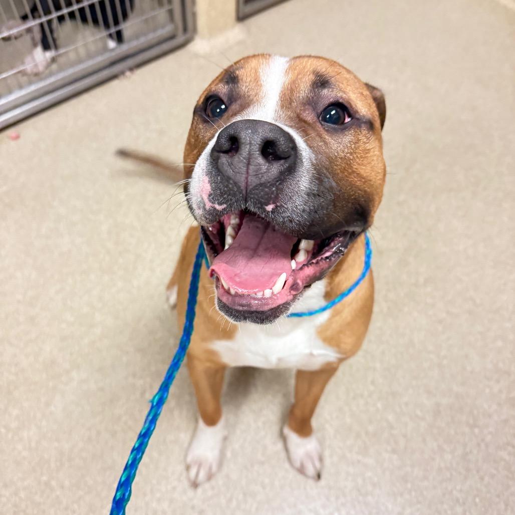 Bradford, Adoptable, Adult Male Pit Bull Terrier.