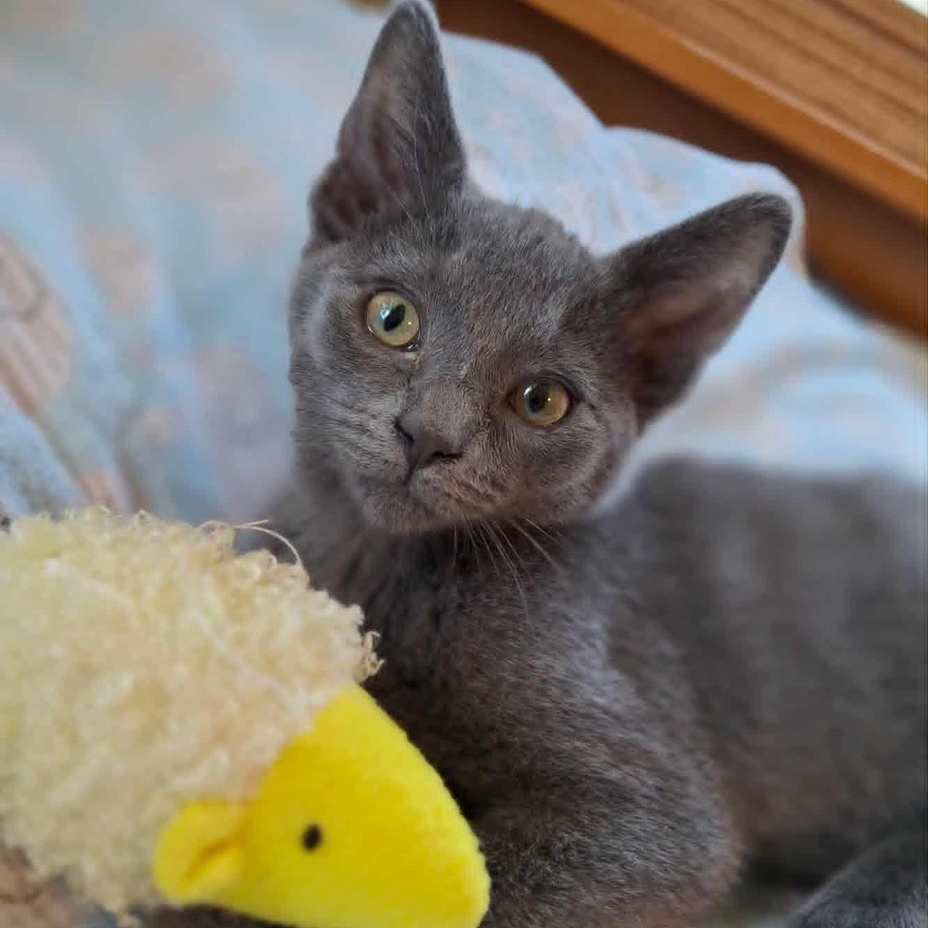 Wylder, an adoptable Domestic Short Hair in Watertown, WI image 5/5