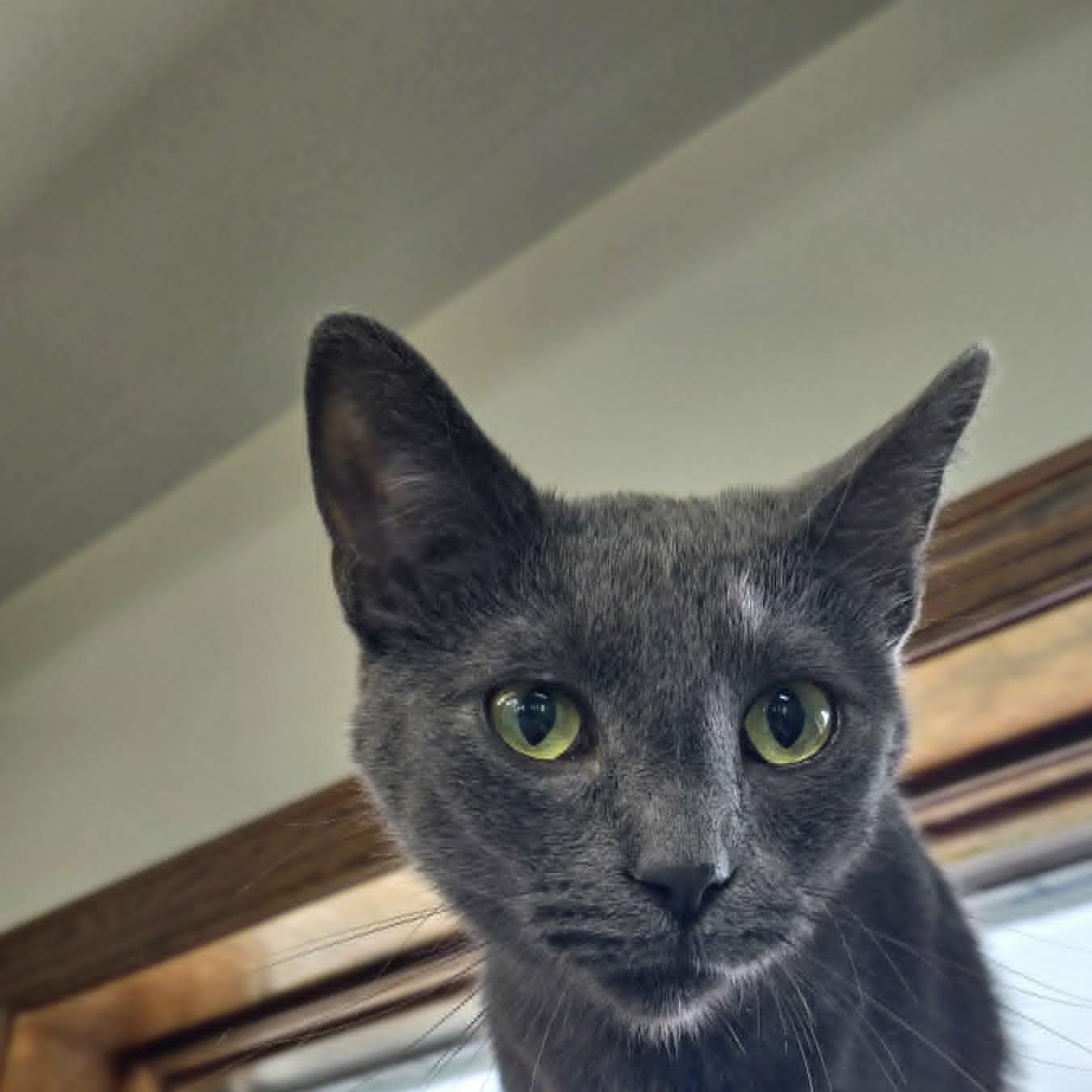 Enlarge Wylder, an adoptable Domestic Short Hair in Watertown, WI image 2/6