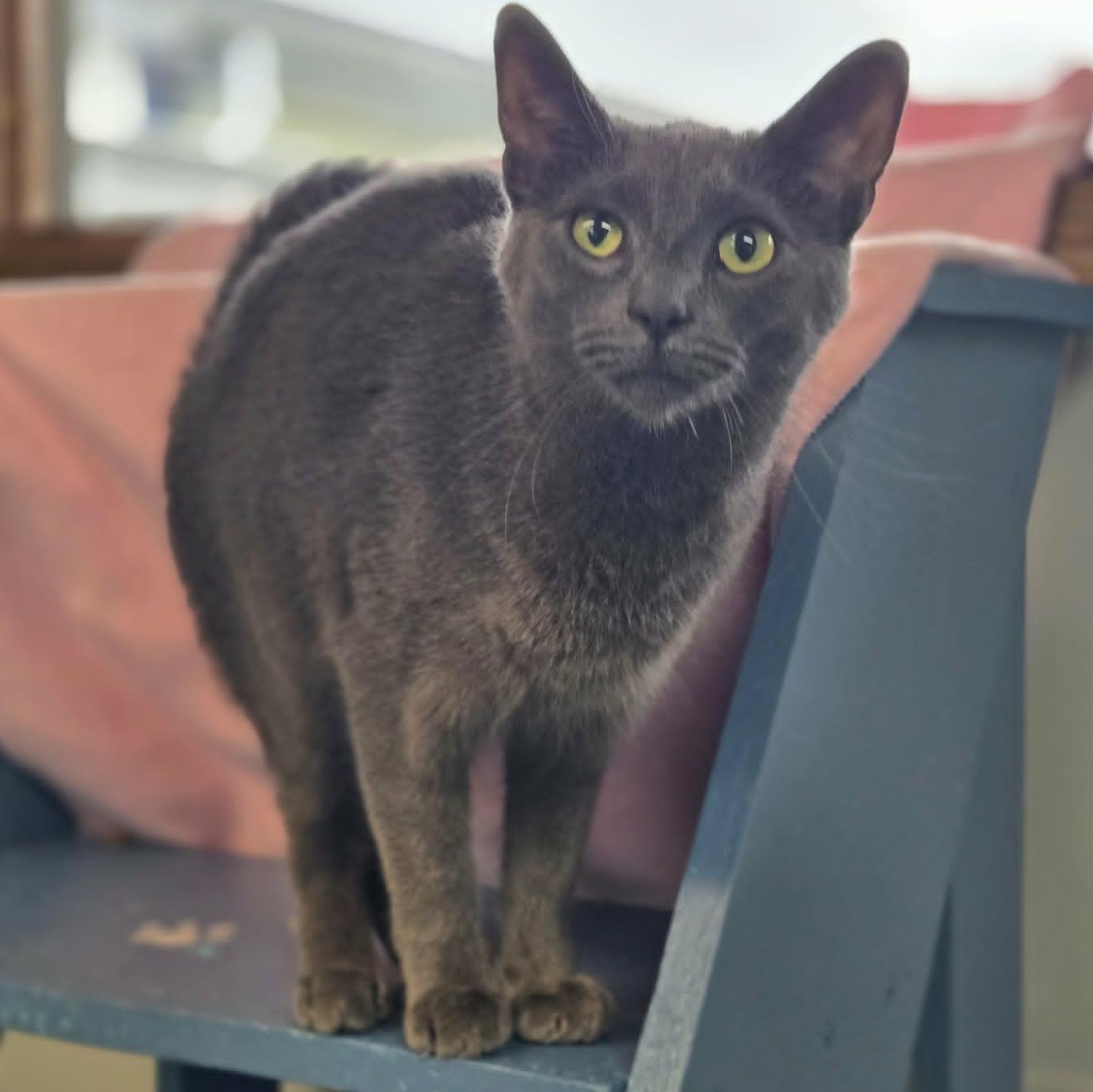 Wylder, adoptable, Young Male Domestic Short Hair.