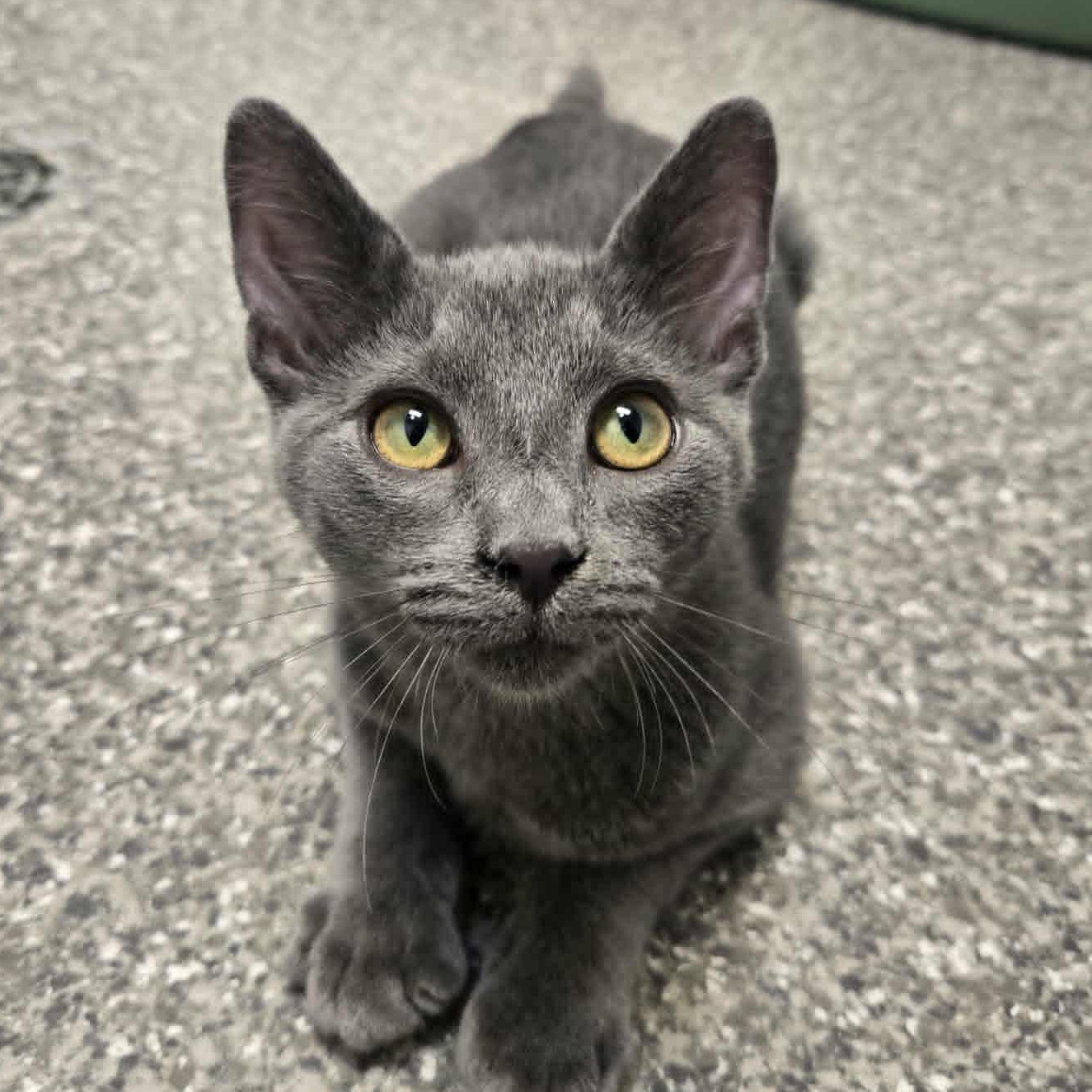Wylder, an adoptable Domestic Short Hair in Watertown, WI image 3/5