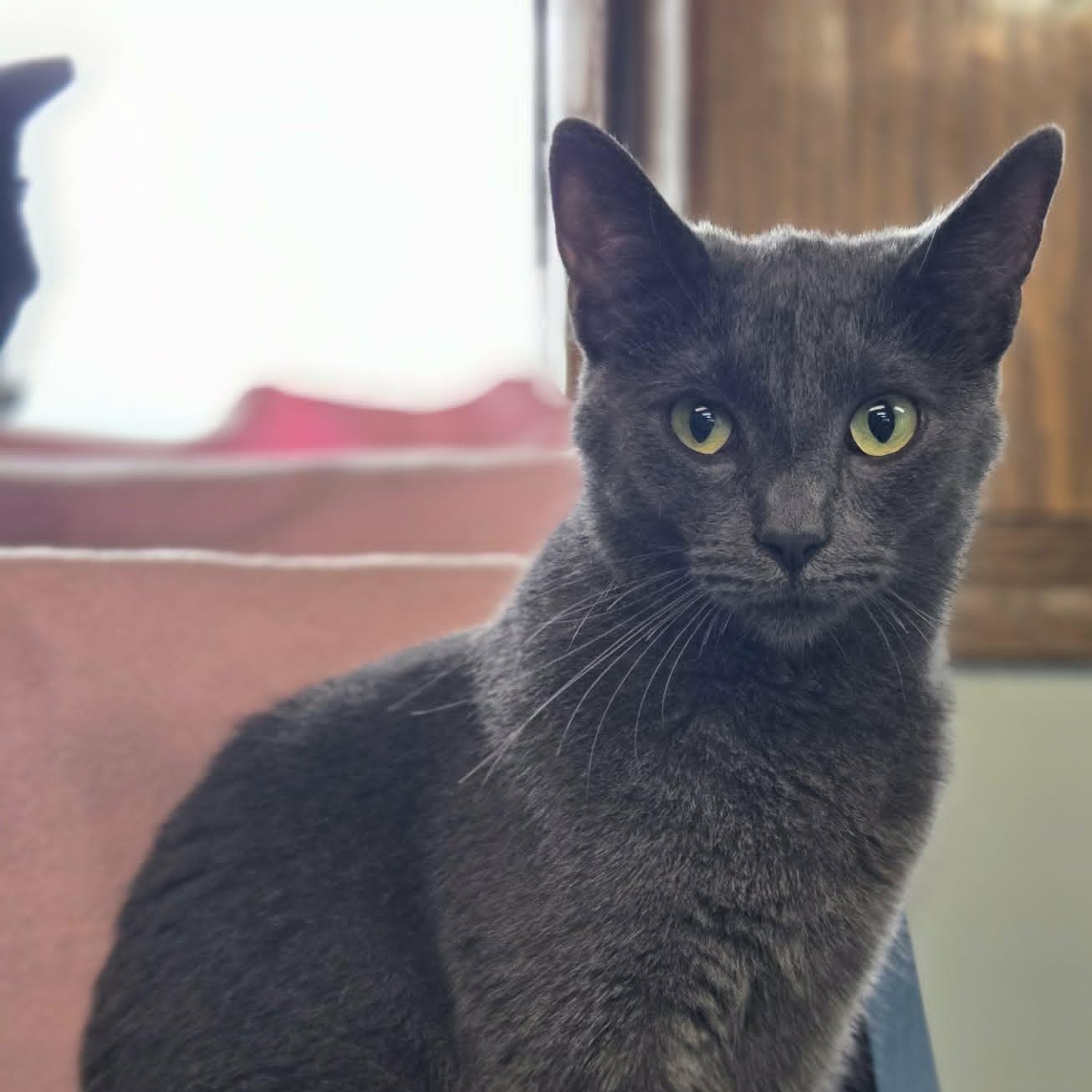 Enlarge Wylder, an adoptable Domestic Short Hair in Watertown, WI image 3/6