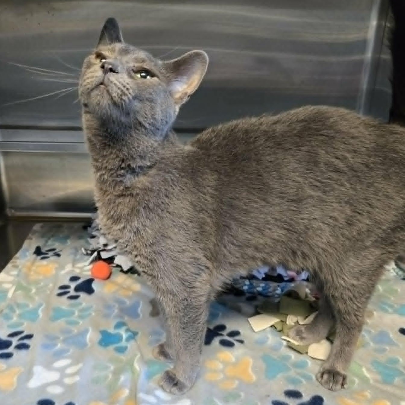 Wylder, an adoptable Domestic Short Hair in Watertown, WI image 2/5