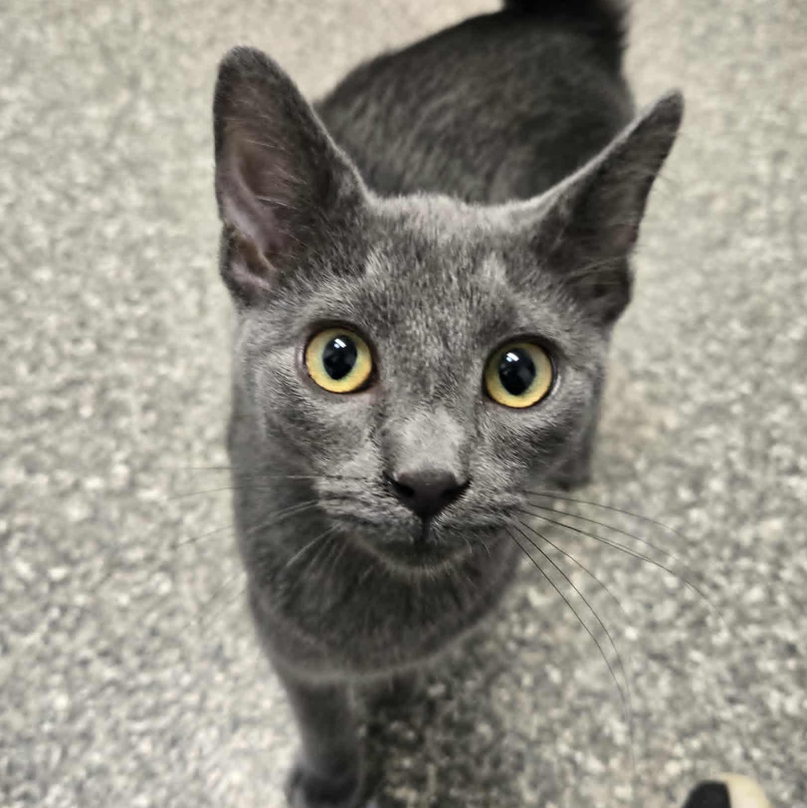 Wylder, an adoptable Domestic Short Hair in Watertown, WI image 4/5