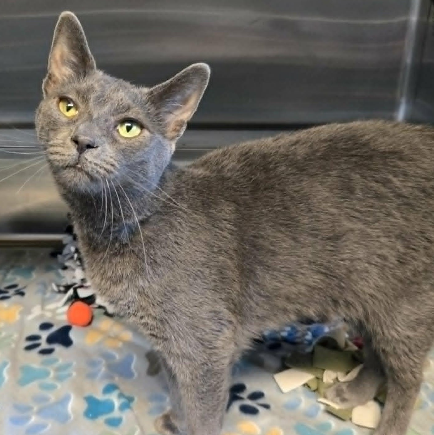 Wylder, adoptable, Young Male Domestic Short Hair.