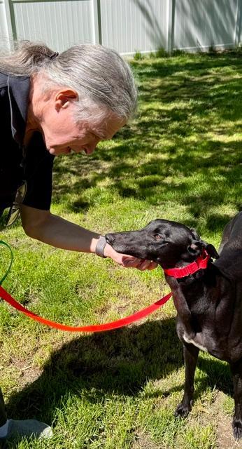 Lexie, ADOPTABLE, Adult Female Greyhound.
