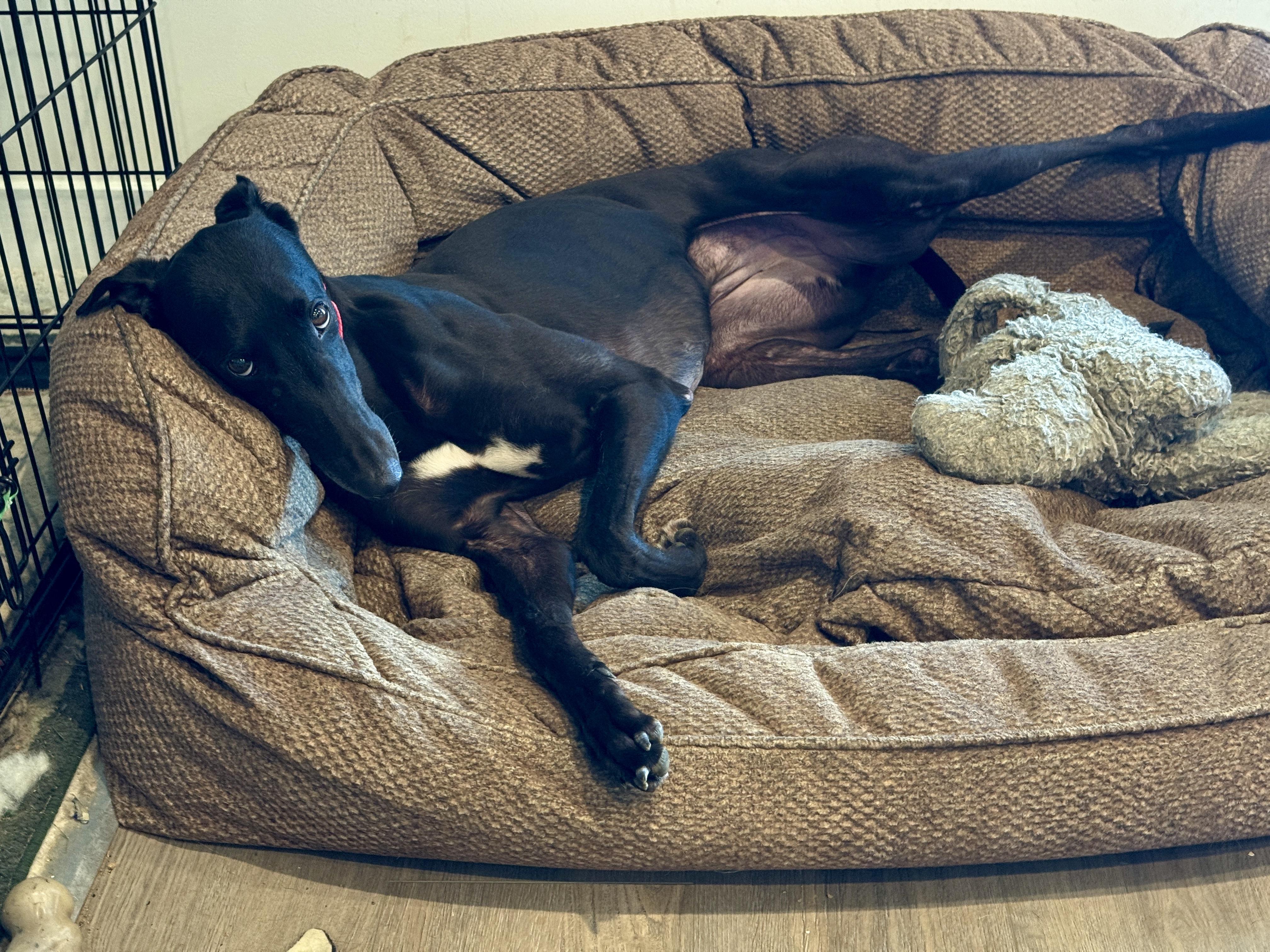 Lexie, a ADOPTABLE Greyhound in New Hope, PA image 4/4