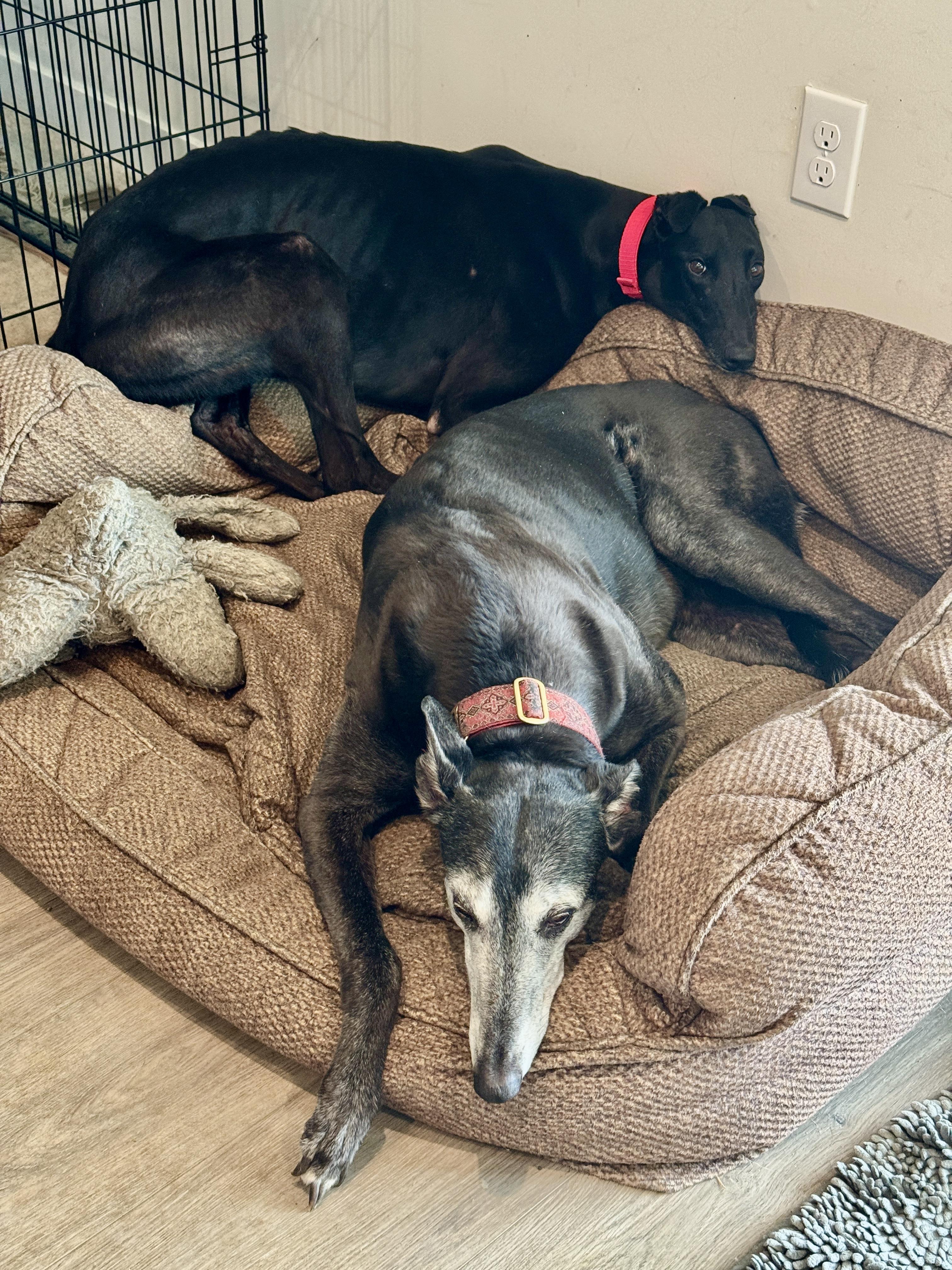 Lexie, a ADOPTABLE Greyhound in New Hope, PA image 3/4