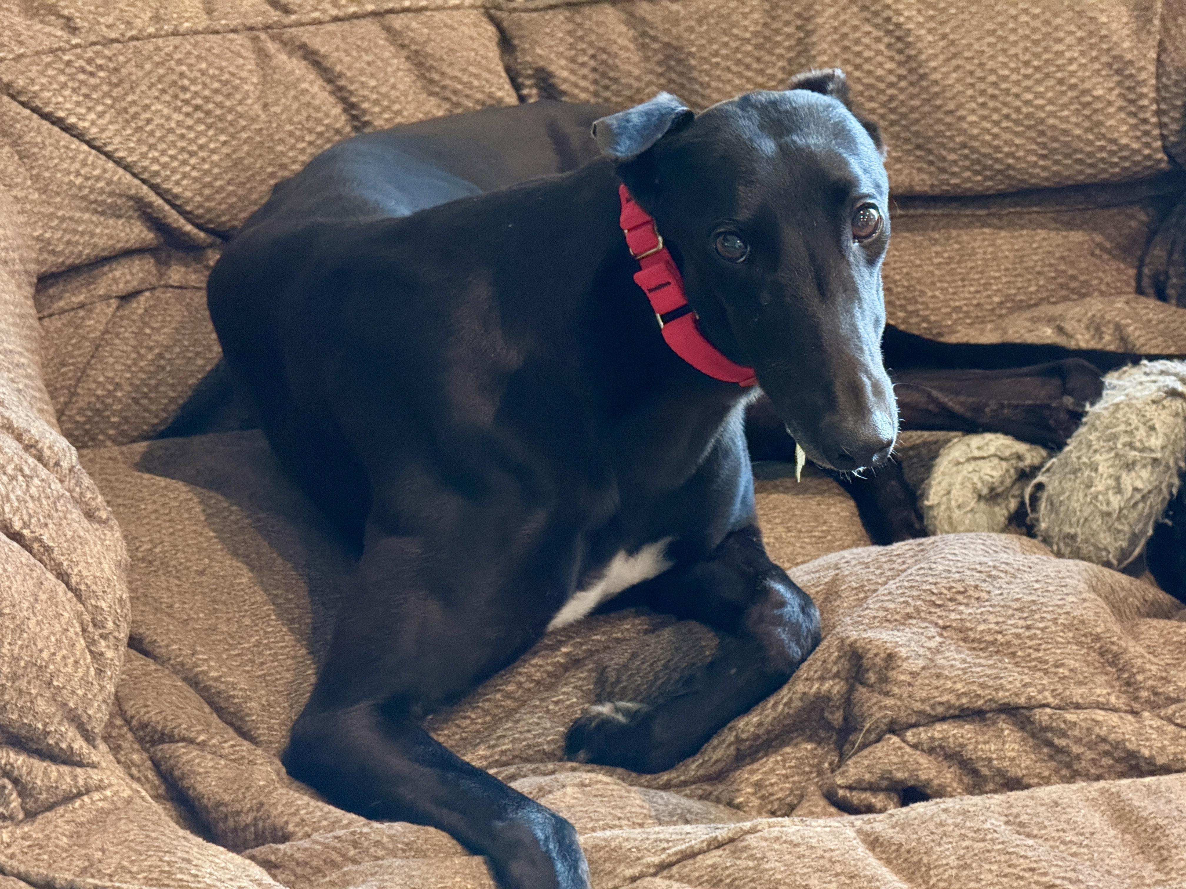 Lexie, a ADOPTABLE Greyhound in New Hope, PA image 2/4