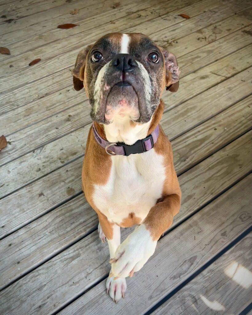 Tally, Adoptable, Adult Female Boxer.