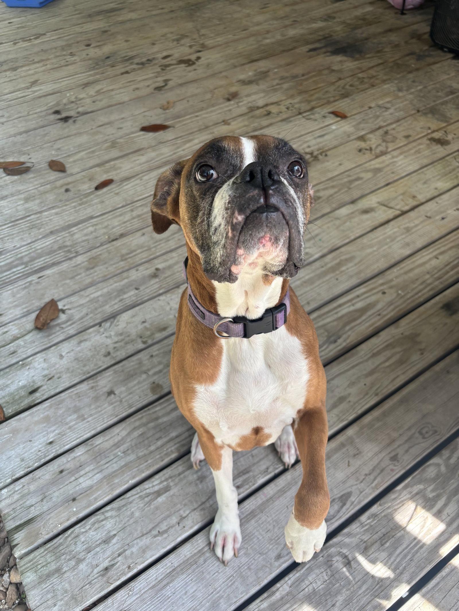 Enlarge Tally, a Adoptable Boxer in Monticello, NY image 2/3