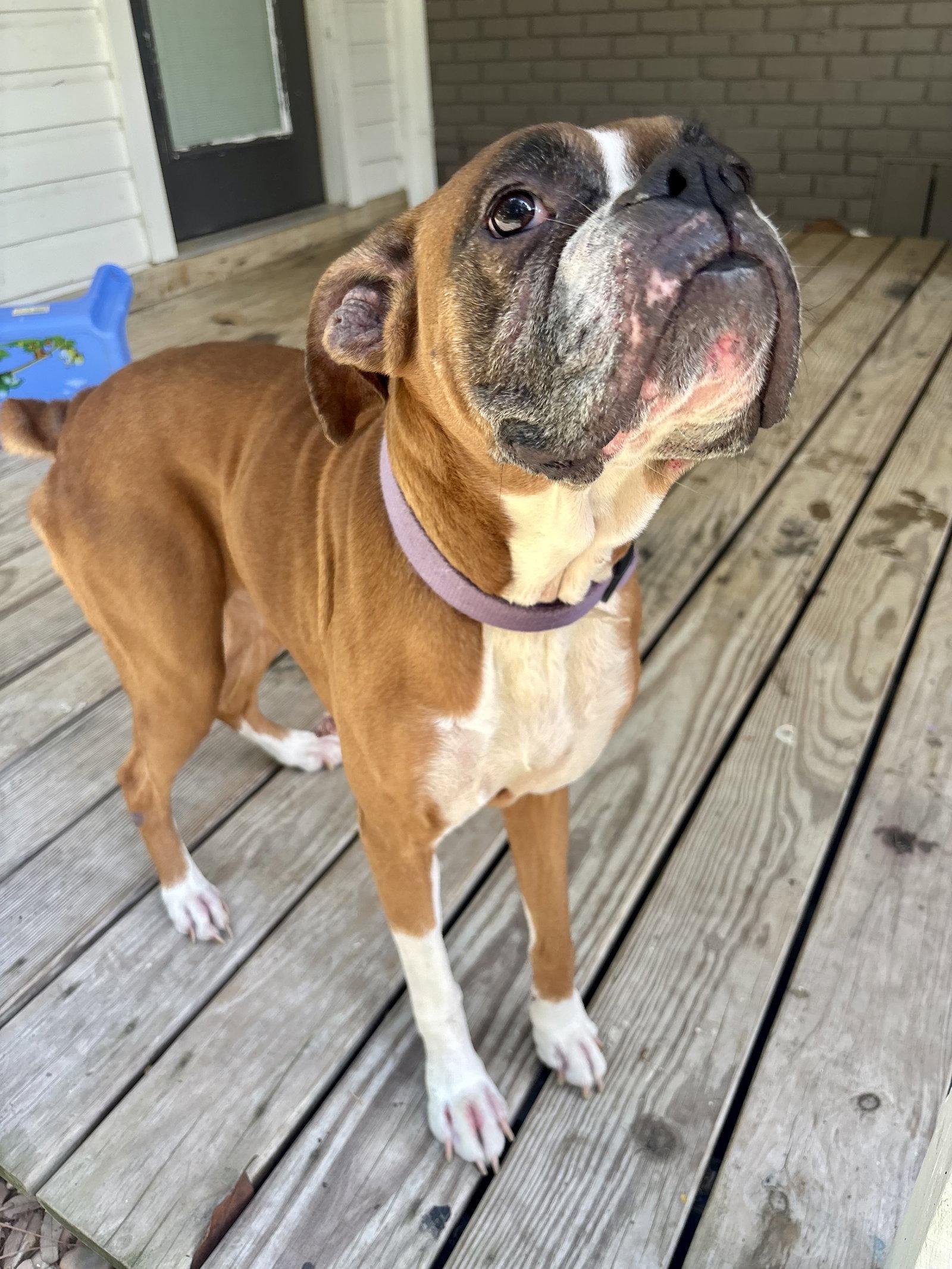 Enlarge Tally, a Adoptable Boxer in Monticello, NY image 3/3