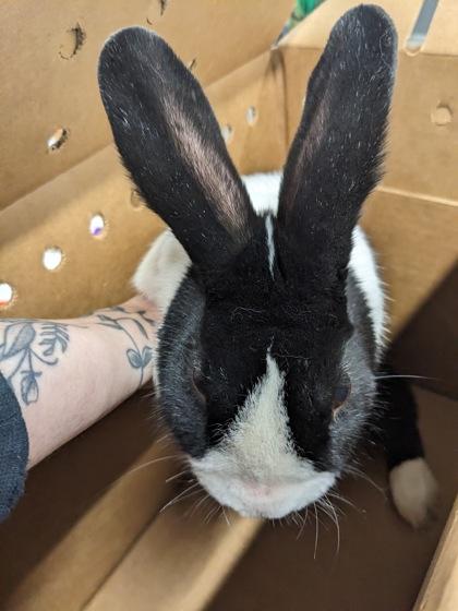 Europium 63, Adoptable, Adult Male American & American.
