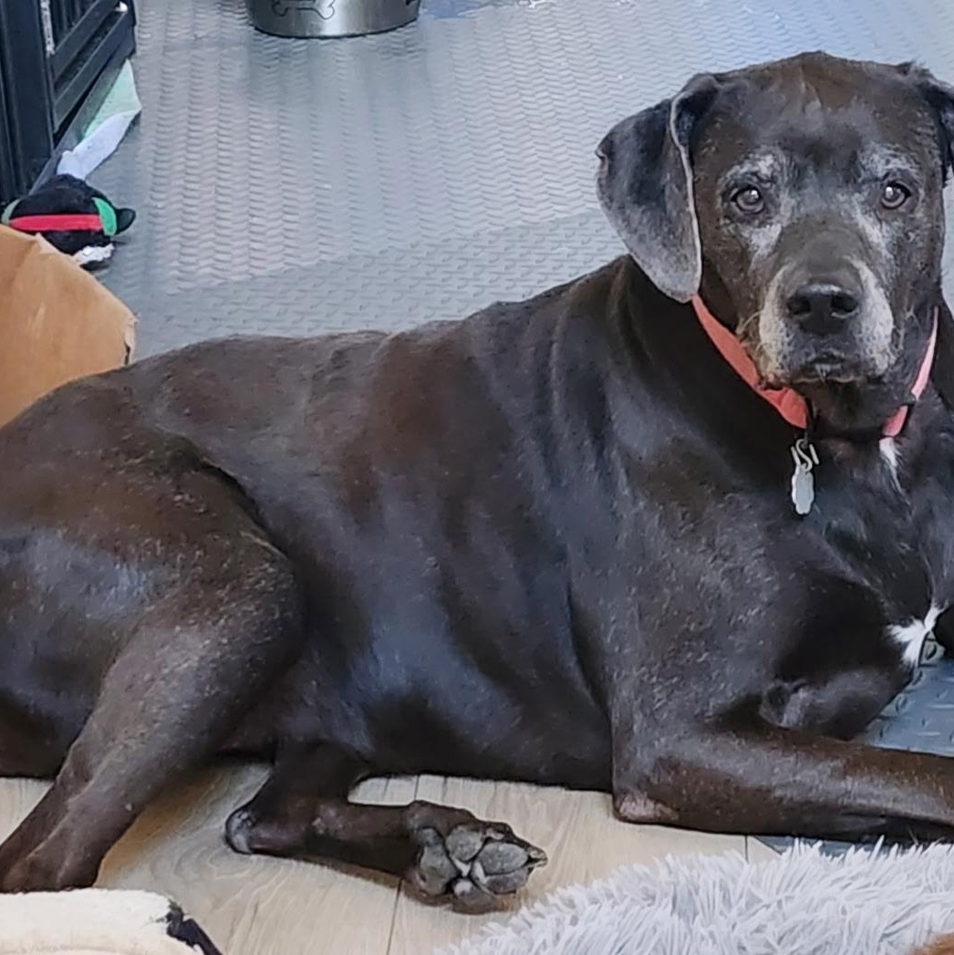 Enlarge Mia, a ADOPTABLE mixed breed in Brentwood, TN image 2/3