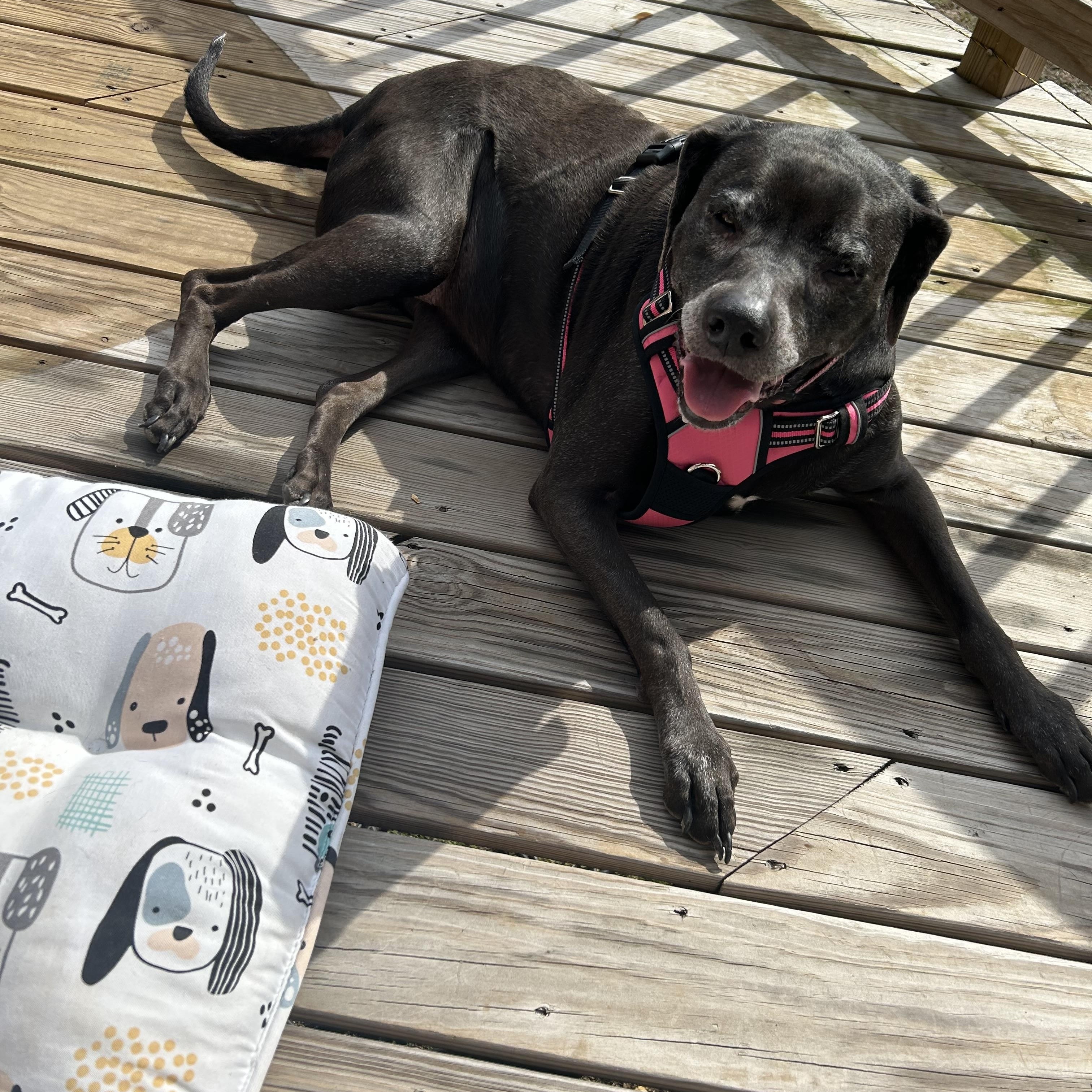 Enlarge Mia, a ADOPTABLE mixed breed in Brentwood, TN image 1/3