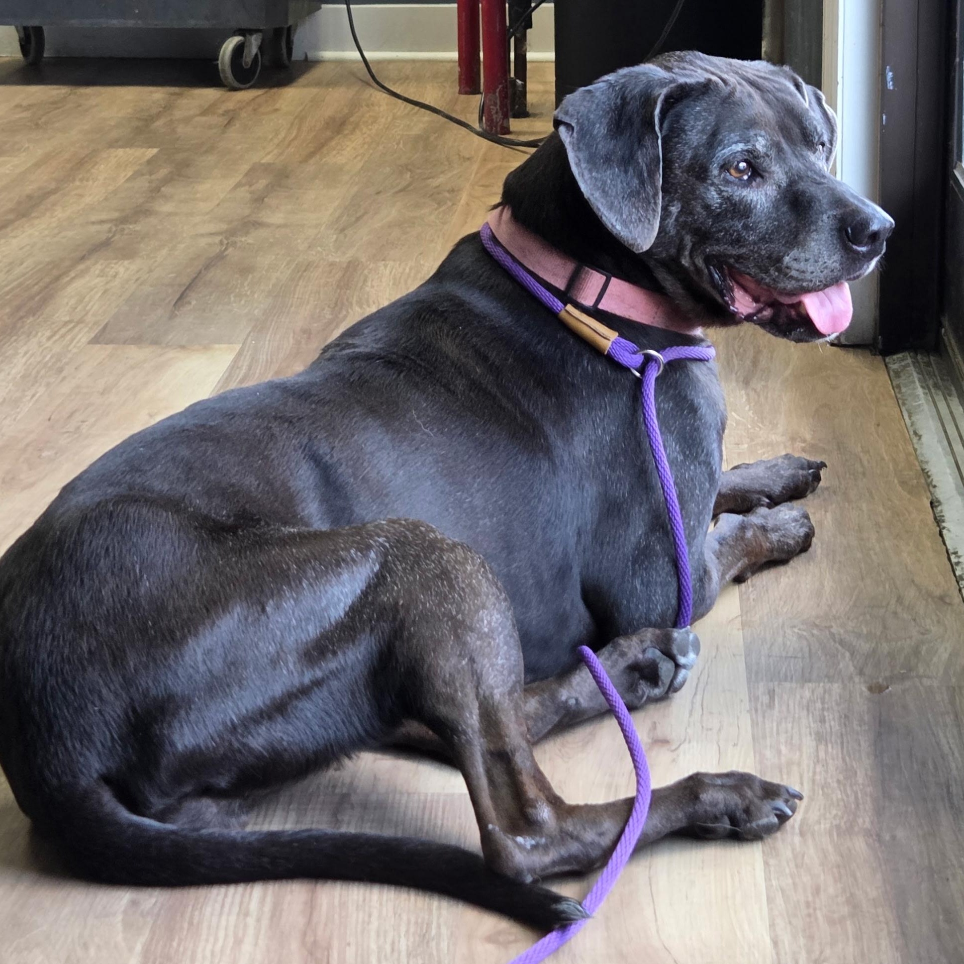 Enlarge Mia, a Adoptable mixed breed in Brentwood, TN image 2/4