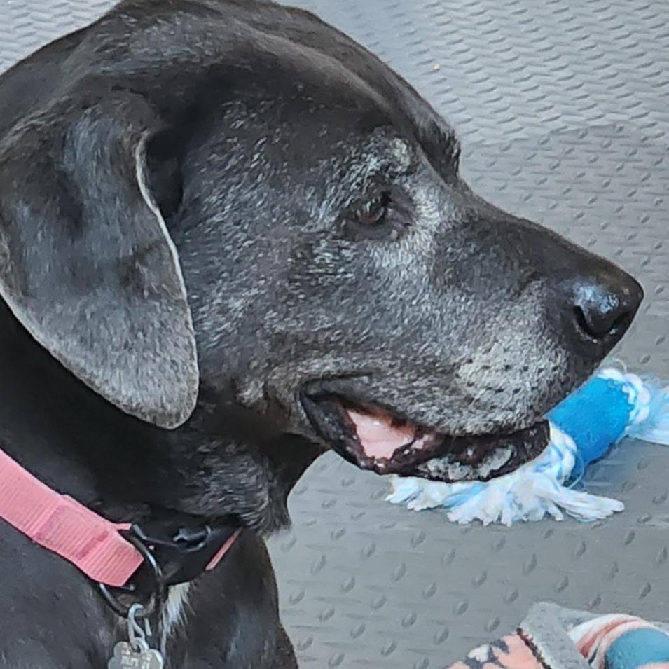 Enlarge Mia, a ADOPTABLE mixed breed in Brentwood, TN image 3/3