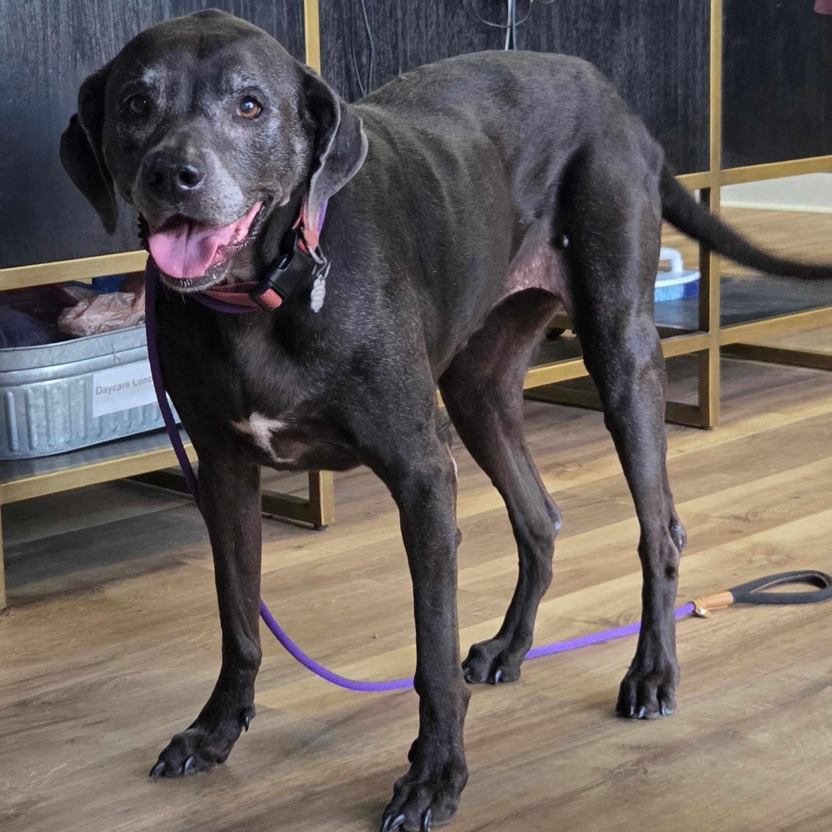 Mia, Adoptable, Senior Female Great Dane & Cane Corso.