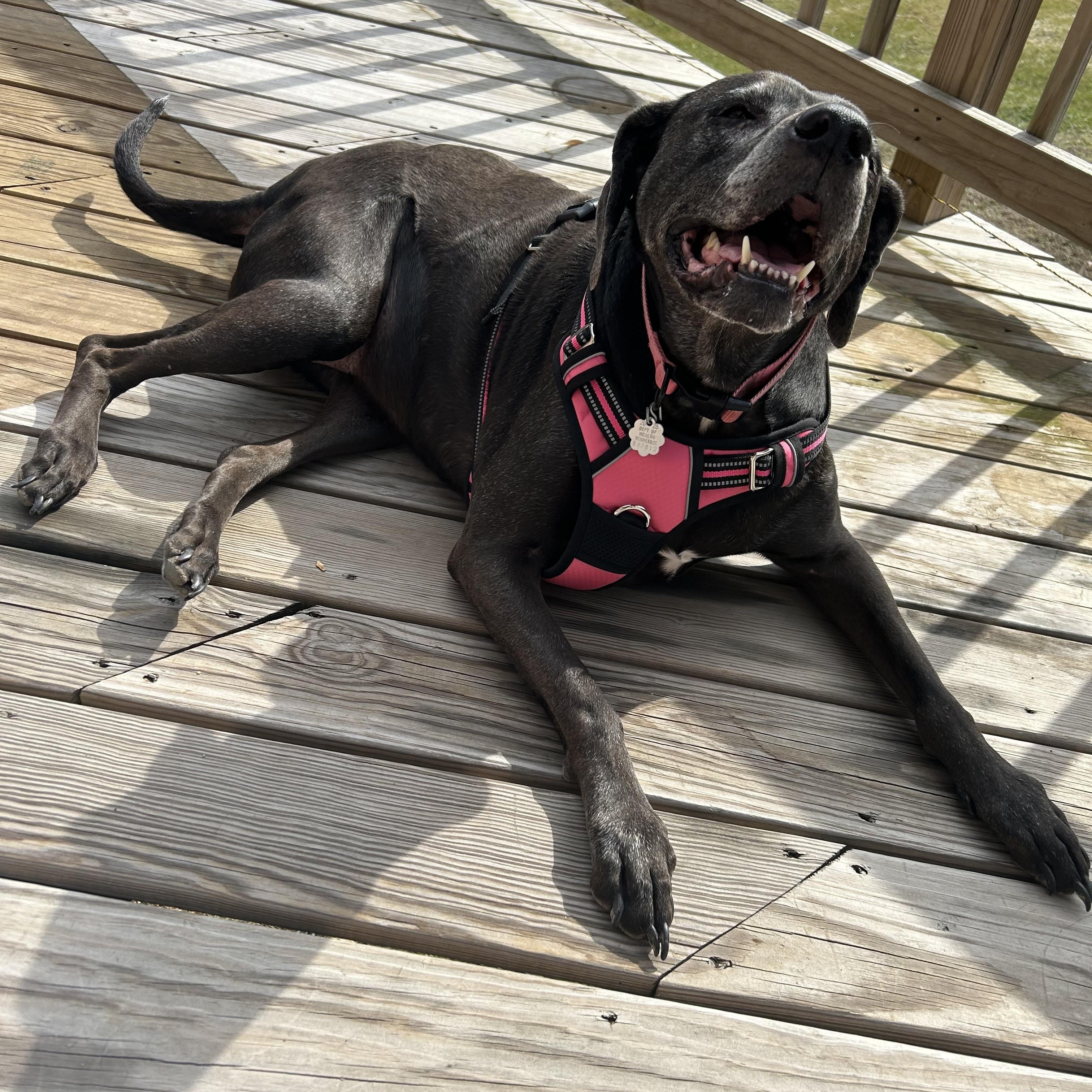 Enlarge Mia, a ADOPTABLE mixed breed in Brentwood, TN image 2/3