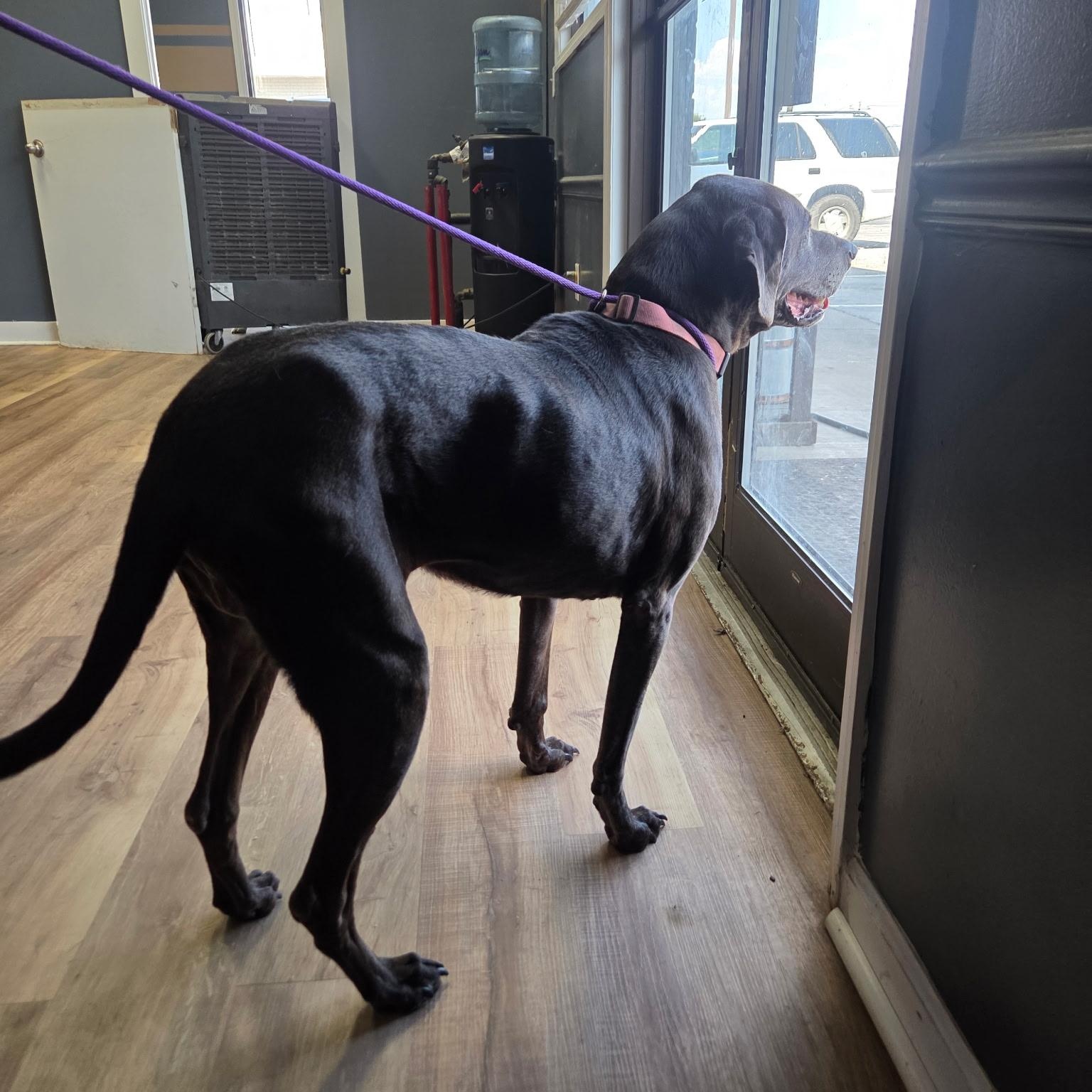 Enlarge Mia, a Adoptable mixed breed in Brentwood, TN image 3/4