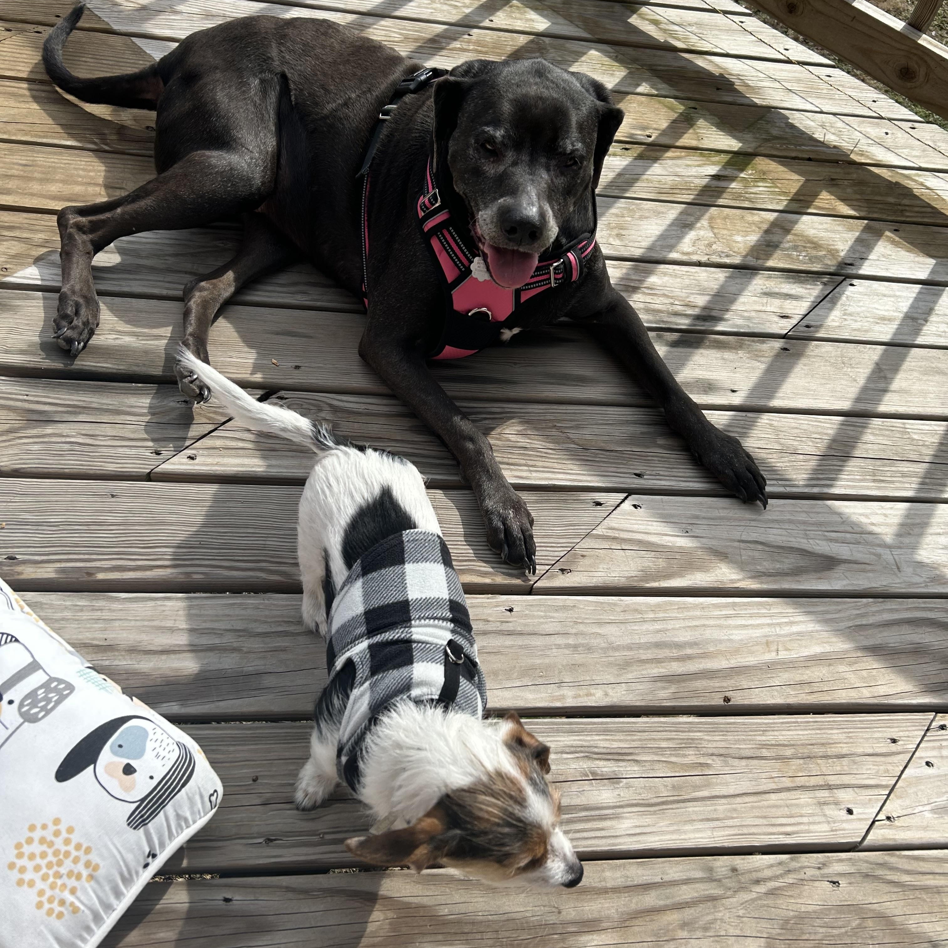 Enlarge Mia, a ADOPTABLE mixed breed in Brentwood, TN image 3/3