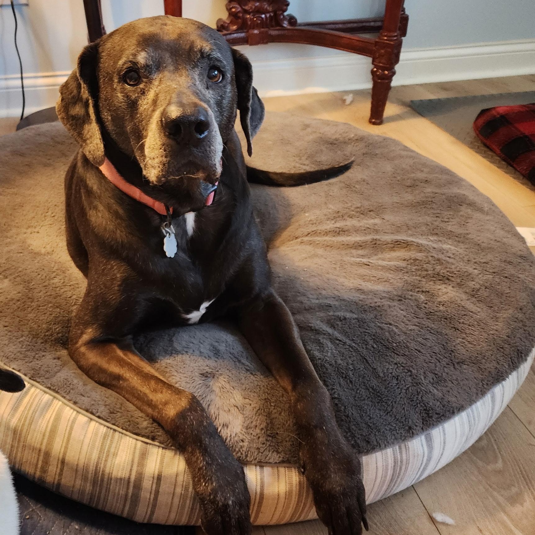 Mia, ADOPTABLE, Senior Female Labrador Retriever.