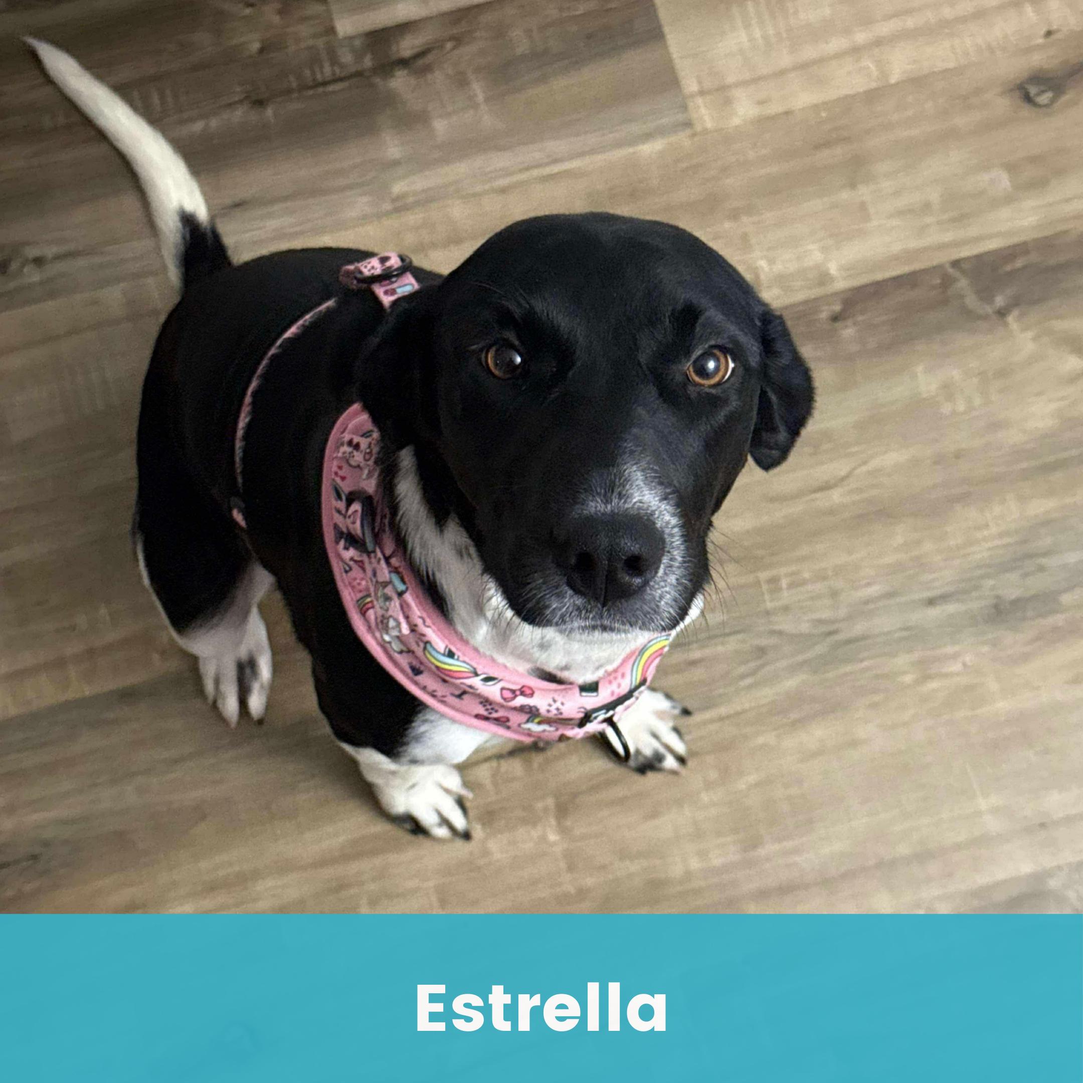Estrella