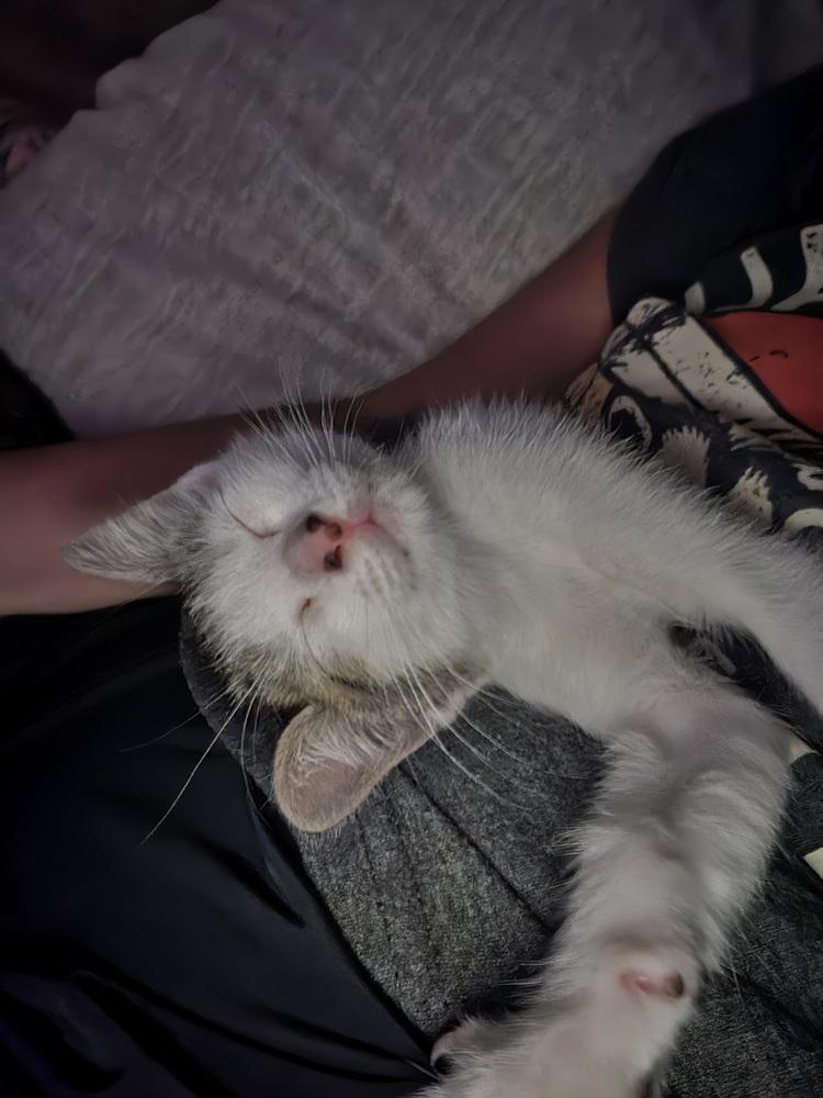 Allie, Adoptable, Kitten Female Domestic Short Hair.