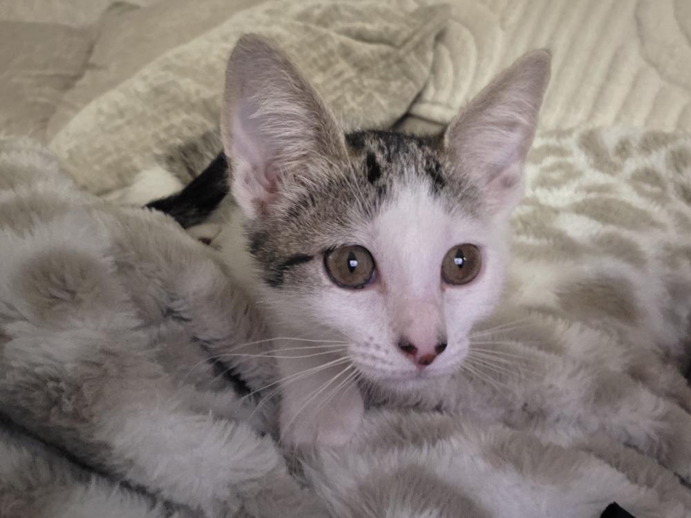 Allie, a Adoptable mixed breed in Brandon, FL image 2/6