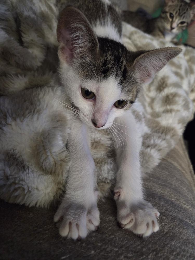 Allie, a Adoptable mixed breed in Brandon, FL image 4/6