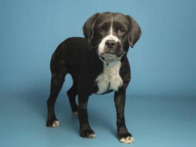 Enlarge DIXON, a Adoptable mixed breed in Phoenix, AZ image 2/2