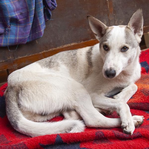 Mr. Handsome Choochoo thumbnail 5