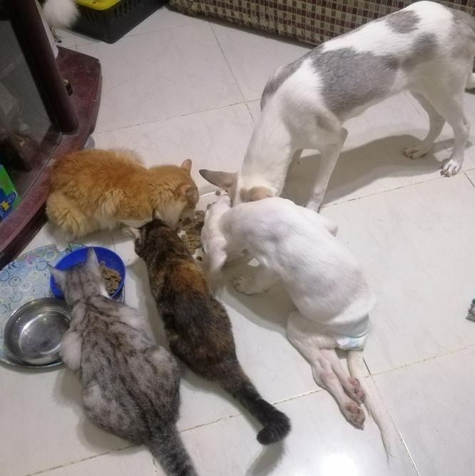 Mr. Handsome Choochoo thumbnail 6