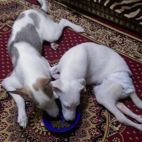 Mr. Handsome Choochoo thumbnail 4