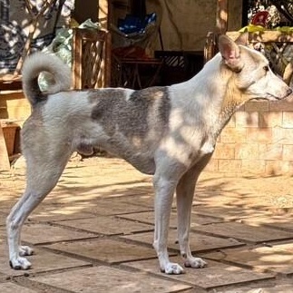 Mr. Handsome Choochoo thumbnail 3