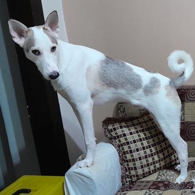 Mr. Handsome Choochoo thumbnail 2