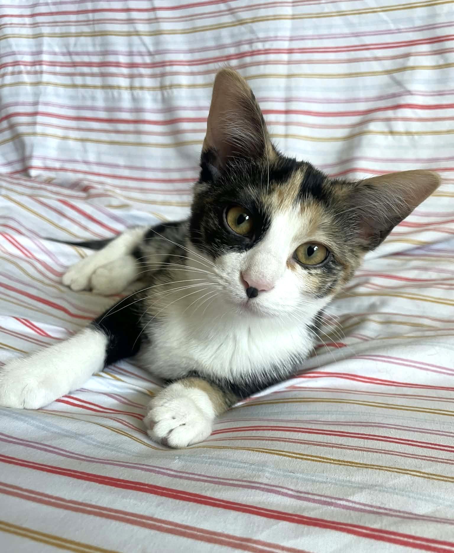 Enlarge Sweet Tea, a Adopted Domestic Short Hair in Sioux Falls, SD image 1/5