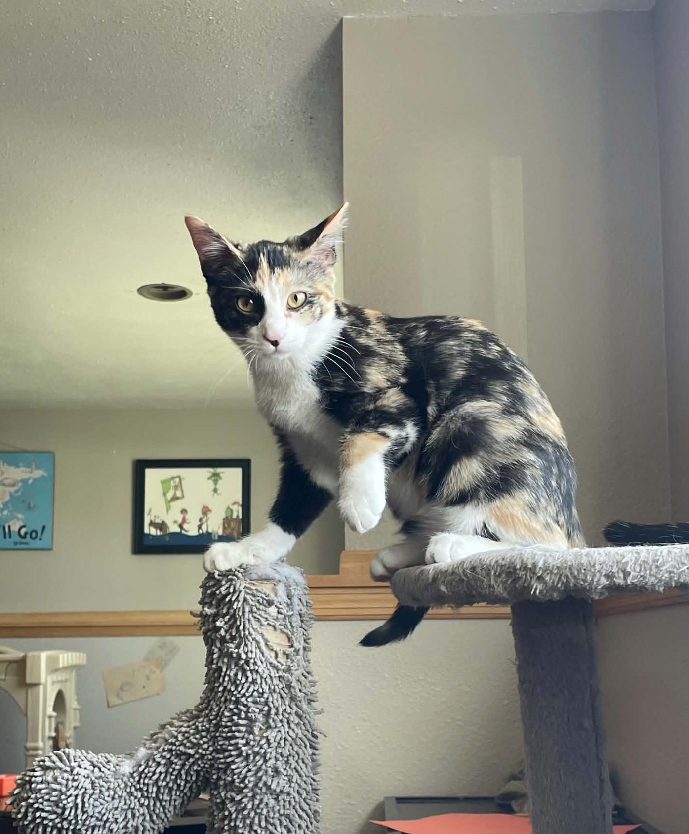 Enlarge Sweet Tea, a Adopted Domestic Short Hair in Sioux Falls, SD image 4/5