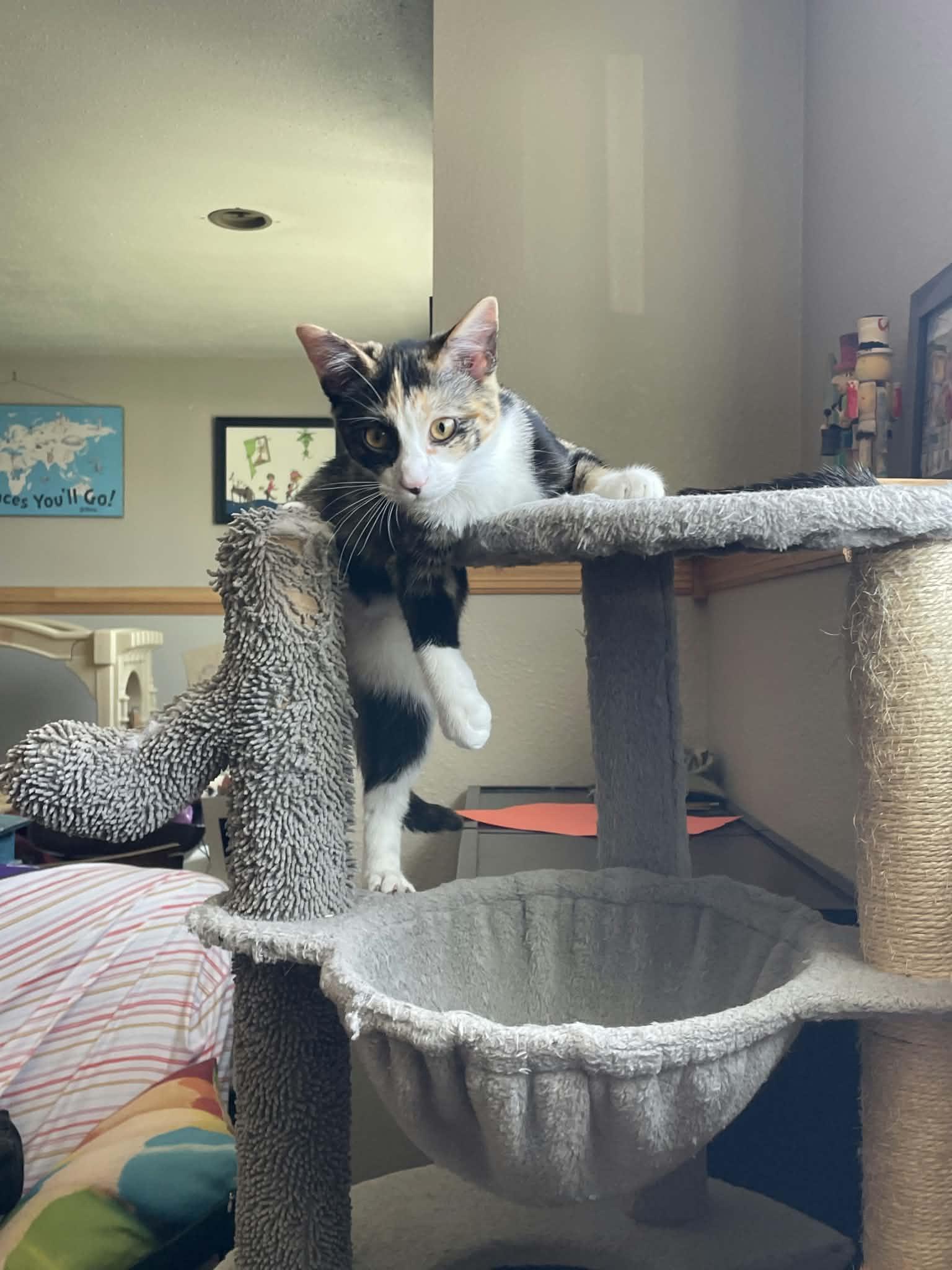 Enlarge Sweet Tea, a Adopted Domestic Short Hair in Sioux Falls, SD image 3/5