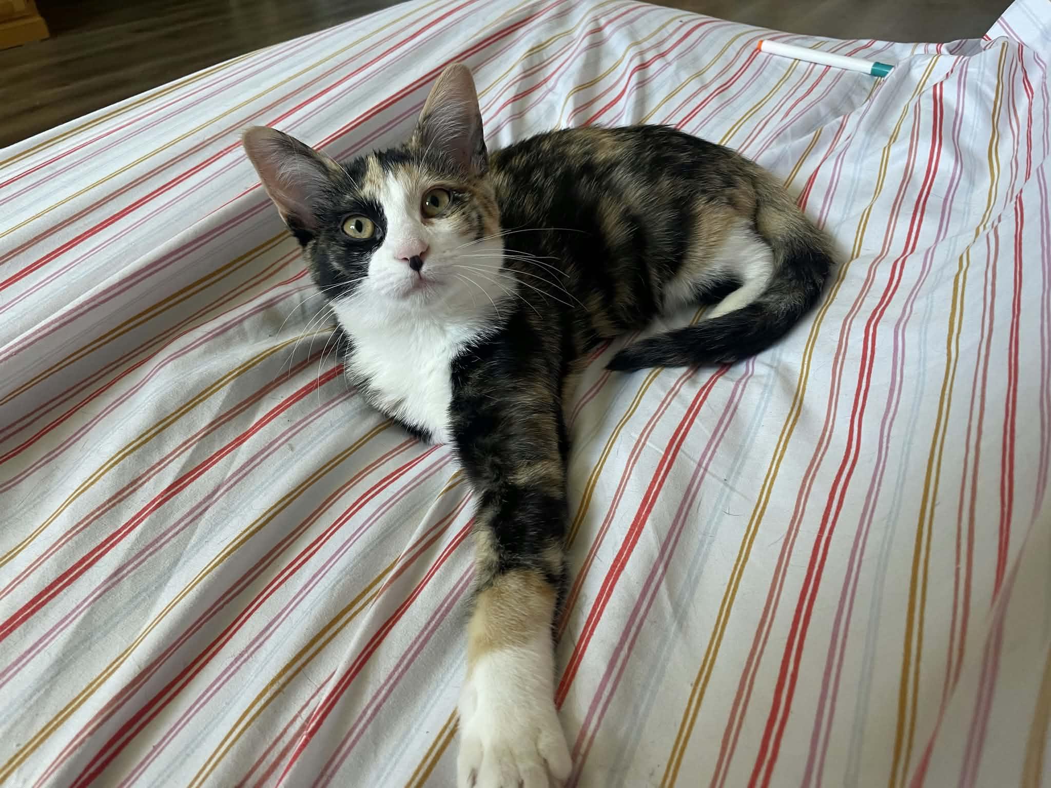 Enlarge Sweet Tea, a Adopted Domestic Short Hair in Sioux Falls, SD image 5/5