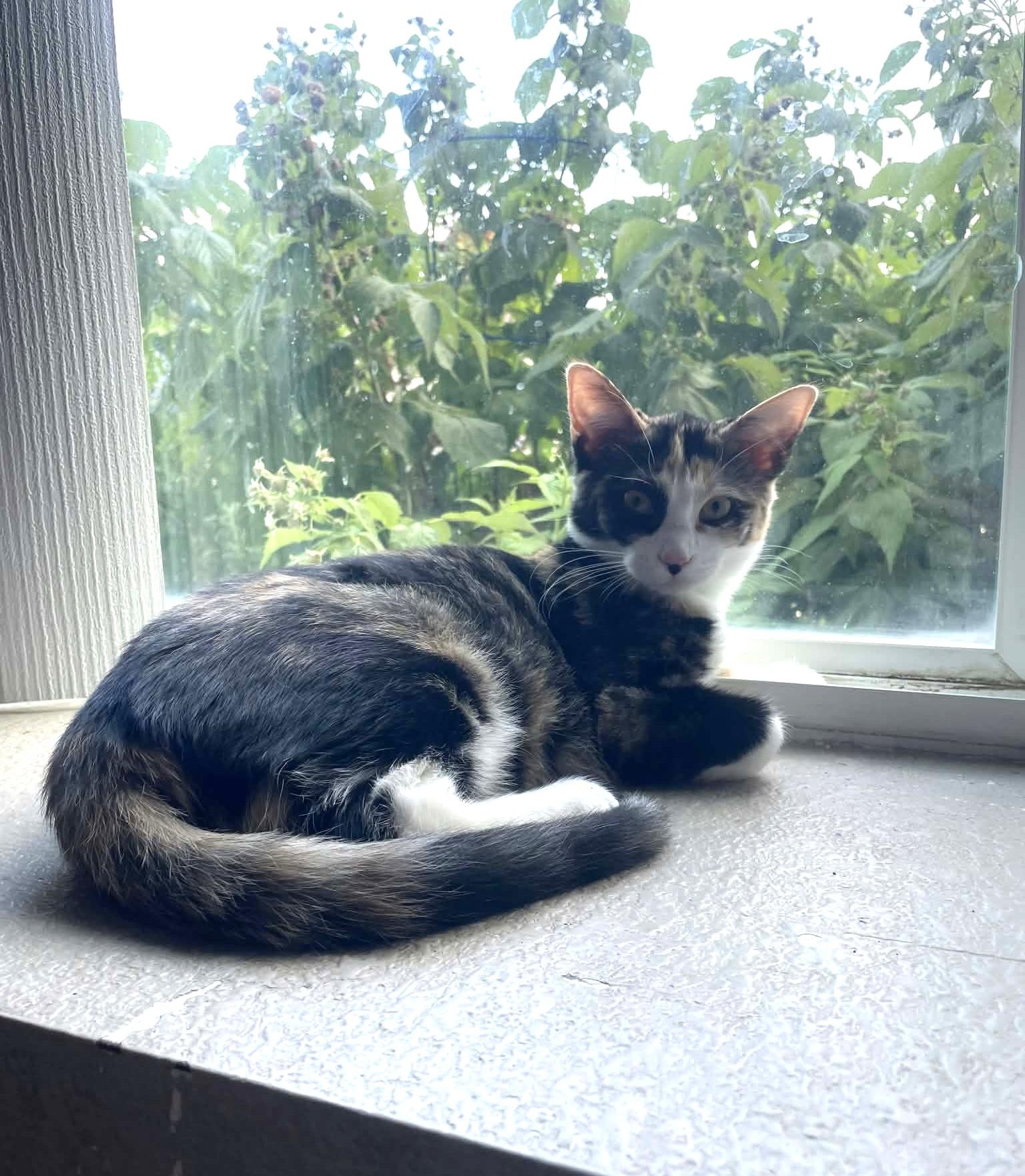 Enlarge Sweet Tea, a Adopted Domestic Short Hair in Sioux Falls, SD image 2/5