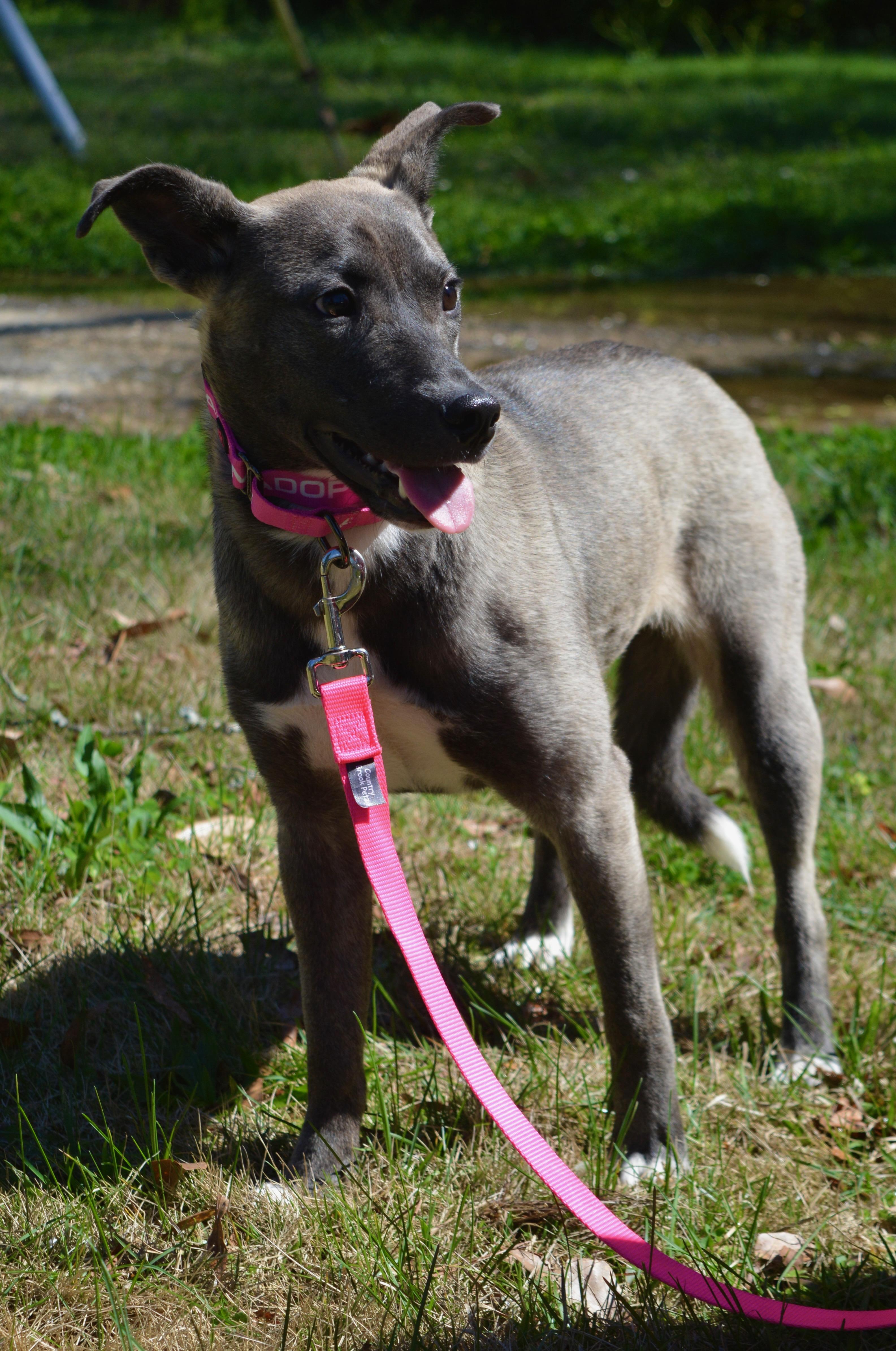 Enlarge Carla , a Adoptable mixed breed in Johnston, RI image 5/5
