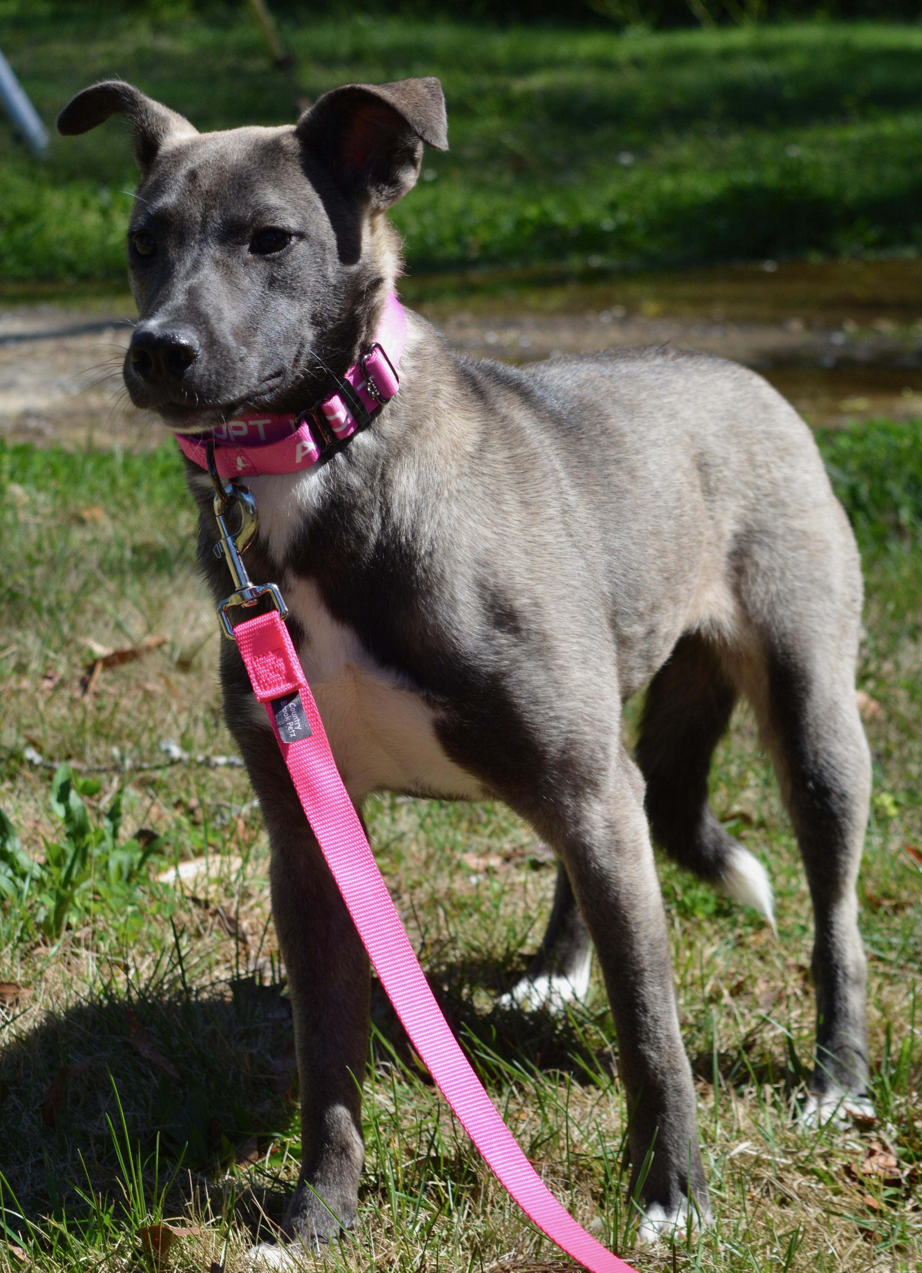 Enlarge Carla , a Adoptable mixed breed in Johnston, RI image 4/5