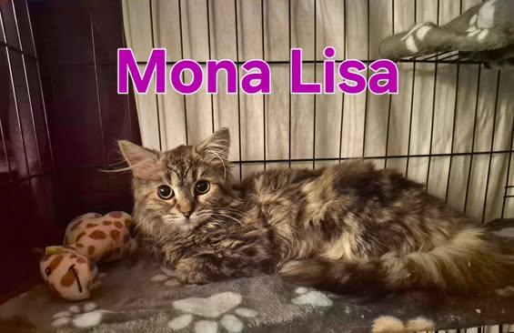 Enlarge Mona Lisa, a Adoptable Domestic Medium Hair in Keansburg, NJ image 3/3