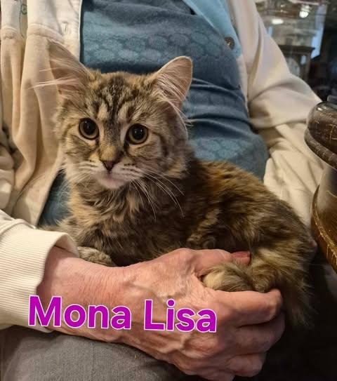 Enlarge Mona Lisa, a Adoptable Domestic Medium Hair in Keansburg, NJ image 2/3